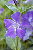 Greater periwinkle (Vinca major), flower