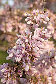 Judas tree with pale pink flowers (Cercis siliquastrum), flowers