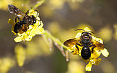 Solitary bee (Andrena barbareae) female on mustard (Sinapis arvensis), solitary bee, Regional Natural Park of Vosges du Nord, France