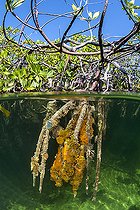 Half-air, half-water view of mangrove roots colonized by the fire sponge (Tedania ignis). Mangrove in the Queen's Gardens National Park, Cuba.