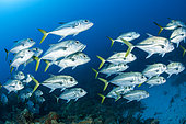 School of Horse-eye Jack (Caranx latus) in Queen's Gardens National Park, Cuba
