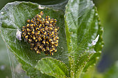 Young Cross orbweavers (Araneus diadematus) in their web in spring, Pas de Calais, France