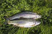 Trout caught in Lac des Grenouilles (1997m) on the opening day of fishing, Lake trout (Salmo trutta lacustris), Fontanalba valley, Roya valley, Casterino, Mercantour National Park, Alpes-Maritimes, France