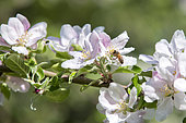 Apple tree of the variety 'Rambour d'hiver de Lorraine' Detail of a bouquet of flowers on a twig in spring and pollination by a honey bee which forages, Garden of countryside, Lorraine, France