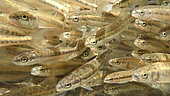 Minnows (Phoxinus phoxinus) stalling fish during inventory fishing, Doubs River, Doubs, Franche Comté, France