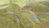 European grayling (Thymallus thymallus) fish in stalls during catch fishing, Rivere Doubs, Doubs, Franche Comté, France