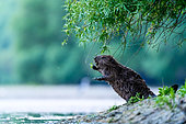 European beaver (Castor fiber) on riverbank, Slovakia