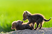 Red fox (Vulpes vulpes) youngs playing, Slovakia