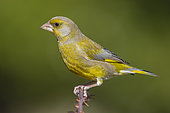 European Greenfinch (Cardueli chloris), side view of an adult male perched on a branch, Campania, Italy