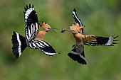 Hoopoe (Upupa epops), passage of prey between male and female in flight, Vosges du Nord Regional Natural Park, France