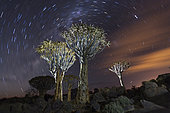 Milky Way over Quivertree Forest at Night, Aloidendron dichotomum, Keetmanshoop, Namibia