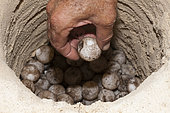 Eggs inside Sea turtle nest, Eretmochelys imbricata, New Ireland, Papua New Guinea