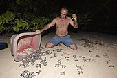 Hawksbill Sea Turtle hatchlings on their way into the sea, Eretmochelys imbricata, New Ireland, Papua New Guinea