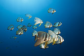 Shoal of Longfin Batfish, Platax teira, New Ireland, Papua New Guinea