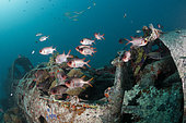Japanese Kate Bomber Wreck Nakajima B5N, New Ireland, Papua New Guinea