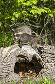 Raccoon (Procyon lotor) in a tree, captive, Minnesota, United Sates