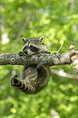 Raccoon (Procyon lotor) playing in a tree, captive, Minnesota, United Sates