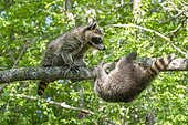Raccoon (Procyon lotor) playing in a tree, captive, Minnesota, United Sates