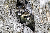 Raccoon (Procyon lotor) in a hole of a tree, captive, Minnesota, United Sates