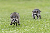 Raccoon (Procyon lotor) running in the grass, captive, Minnesota, United Sates