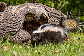 Striped Skunk (Mephitis mephitis), Adult, Minnesota, United States,