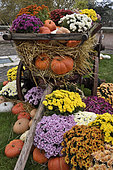 Decorations, cart, cucurbits in autumn, interior courtyard of museum, Le Chateau en Couleur, castle of the Dukes of Wurtemberg, Montbeliard, Doubs, France