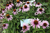 Echinacea purpurea, flowers, Botanical Garden of the University of Strasbourg, rue Goethe, Strasbourg, Bas Rhin, France