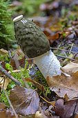 Stinkhorn (Phallus impudicus), Bugey, Ain, France