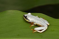 Grenouille arboricole (Heterixalus madagascariensis) avec ses couleurs diurnes, Andasibe, madagascar