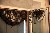 Swarm of bees in a house, France