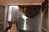 Recovery of a swarm of bees in a house, France