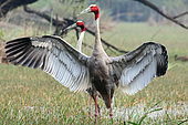 Sarus crane (Grus antigone) adult couple in a marsh parading with open wings, Northwest India