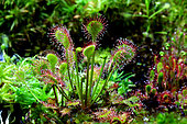 Drosera natural hybrid (Drosera intermedia x Drosera rotundifolia), France