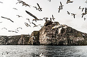 Fou de Bassan (Morus bassanus), volant en groupe à proximité de leur colonie sur l'ile de Noss aux Shetlands