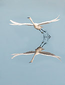 Little egret (Egretta garzetta) flying out of a swamp on a windless day