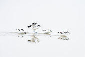 Pied Avocet (Recurvirostra avosetta) fighting in the marshes of Guérande, Loire atlantique, France