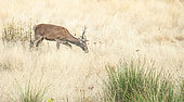 Red Deer (Cervus elaphus), deer in dry grass, Monfragüe National Park, Spain