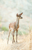 Red Deer (Cervus elaphus), fawn in dry grass, Monfragüe National Park, Spain