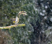 Greenfinch (Chloris chloris), fighting in winter under the snow close to a feeder