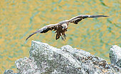 Griffon vulture (Gyps fulvus), resting on a promontory in front of the rio Tajo in the Monfrague National Park, Spain