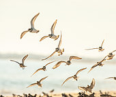 Common Ringed Plover (Charadrius hiaticula) and Dunlin (Calidris alpina) flying on a beach in Morbihan at sunset, Brittany, France