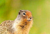Columbian ground squirrel (Urocitellus columbianus) portrait, Rocky Mountains, Canada