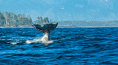 Baleine grise (Eschrichtius robustus) queue à la surface, au large de l'ile de Vancouver, Canada, Pacifique Nord