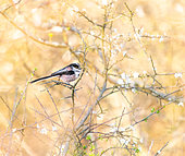 Long-tailed Tit (Aegithalos caudatus) in blooming blackthorn on a spring evening