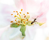 Garden ant (Lasius niger) prospecting an apple blossom in search of nectar or aphid
