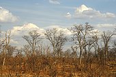 Leafless Leadwood trees (Combretum imberbe) during the winter dry season, Moremi National Park, Botswana, Africa