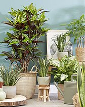 Indoor plant collection