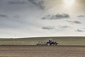 Goélands suivant un agriculteur labourant son champ, Escalles, Hauts de France, France