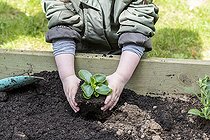 Child planting a Begonia (Begonia sp) in a square in spring, Pas de Calais, France