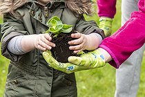 Child planting a Begonia (Begonia sp) in a square in spring, Pas de Calais, France